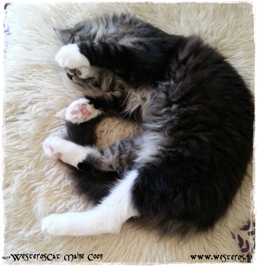 Westeroscat kitten