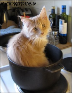 Pot Cat Hieronymus