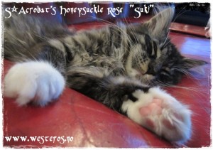 Suki sleeping