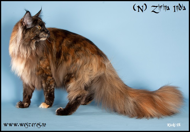 Skilpaddefarget Maine Coon
