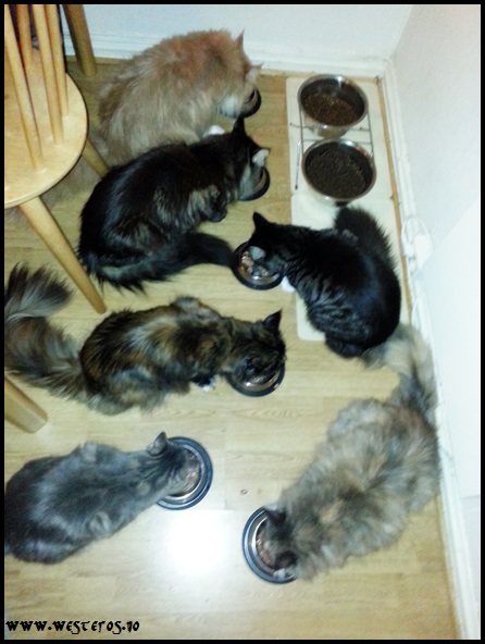 Eating supper
