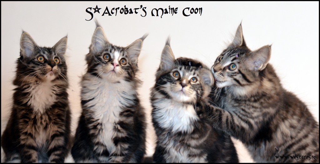 Acrobats Maine Coon