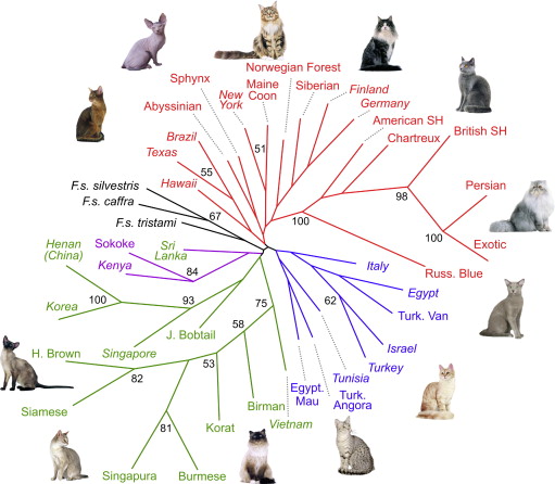 Lipinski 2008 phylogenetic map of cat breeds