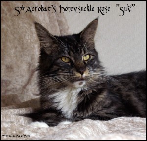 Suki Maine Coon