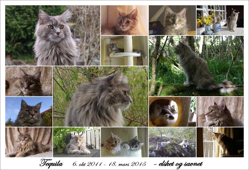Tequila collage elsket savnet