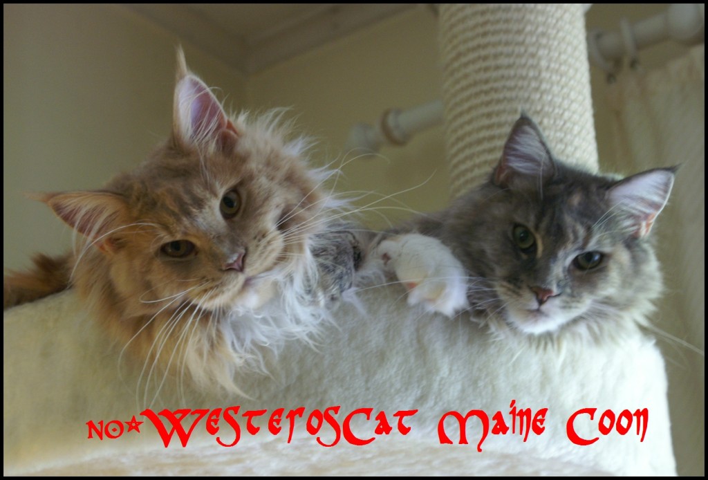 NO*WesterosCat