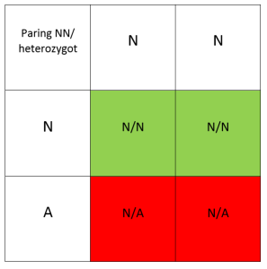 Dominant egenskap og paring av heterozygot med fri. Kombinasjonen gir 50 % risiko for at avkom arver mutasjonen.