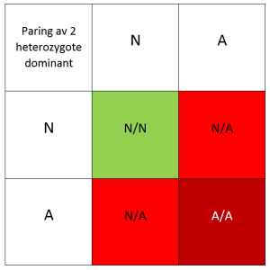 Paring av to heterozygote katter som begge har et dominant gen.