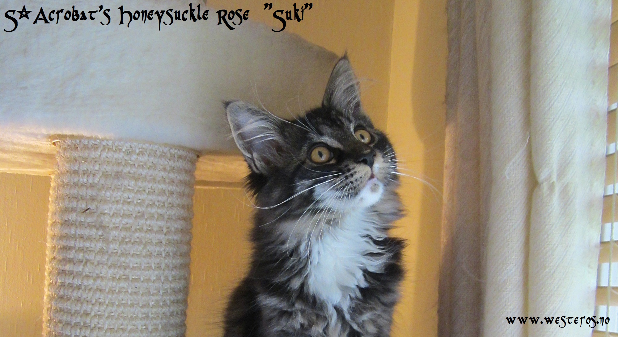 Suki 13 weeks