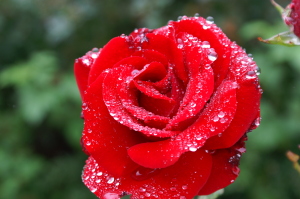 Rose dew