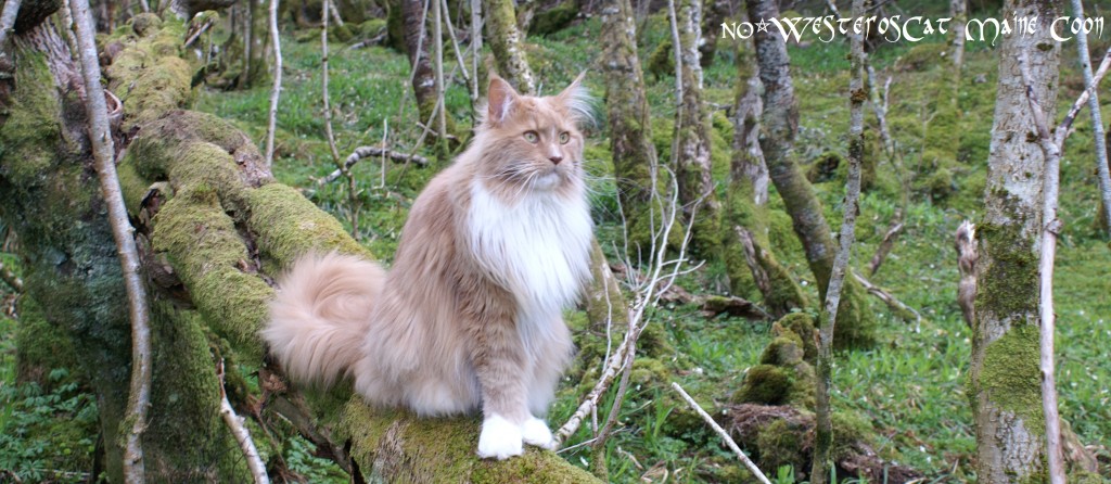 Hieronymus i skogen