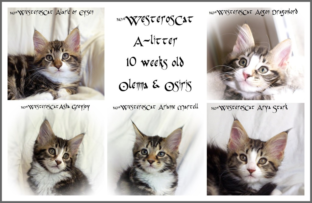 A-litter 10w 3