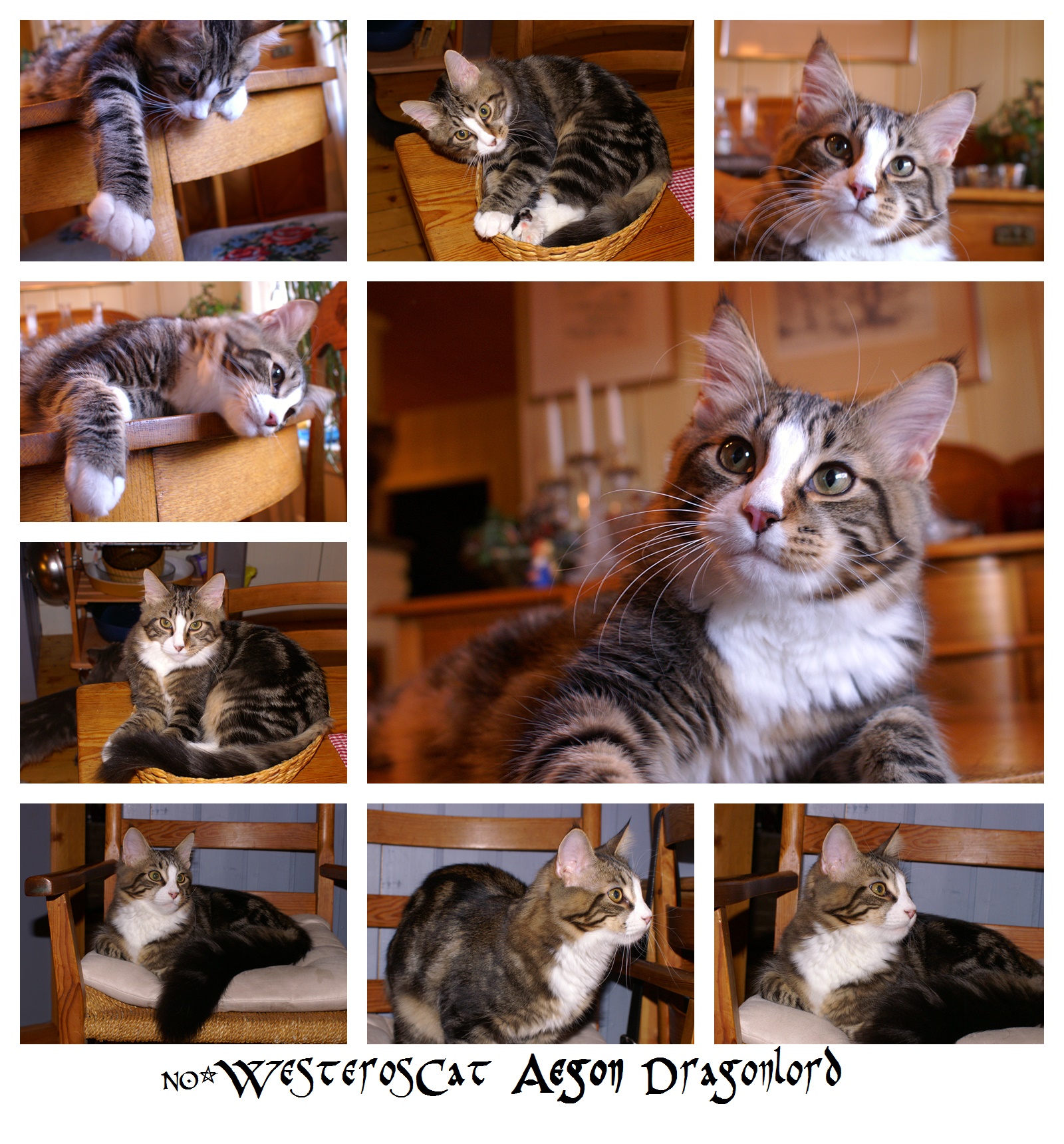 Aegon 2016-01-03 collage2t