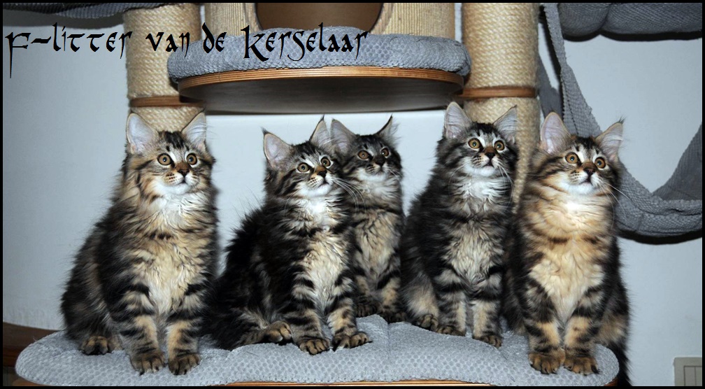 Five F-kittens Van de Kerselaar