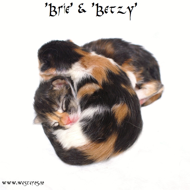 Brie and Betzy