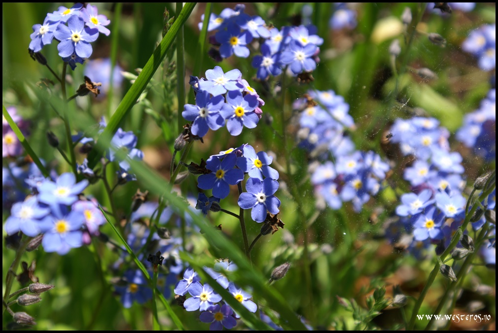 Blue flowers