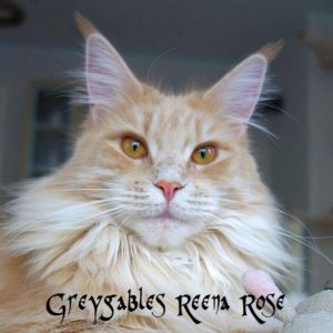 Greygables Reena Rose