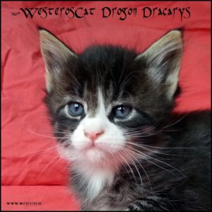 Drogon 5w