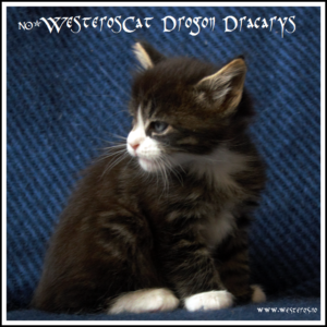 Drogon 5,5 weeks old