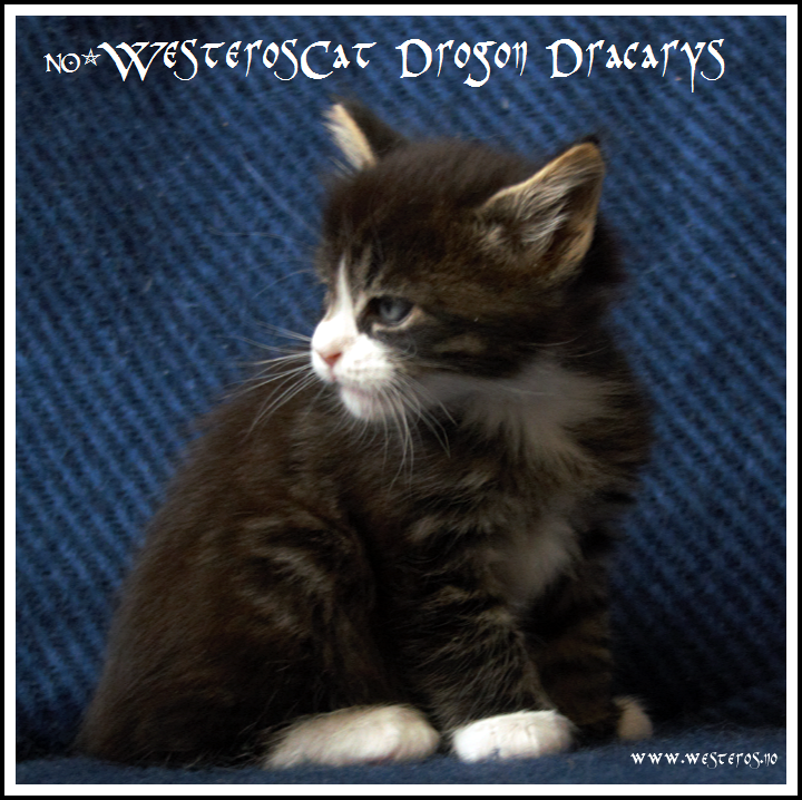 Drogon 5,5 weeks old