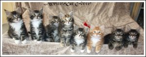 WesterosCat E-litter 7 weeks old