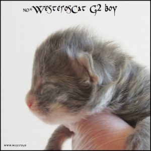 Grey 1 week old profile