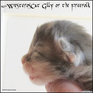 Gilly 1 week profile