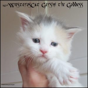 Gersimi 4 weeks old