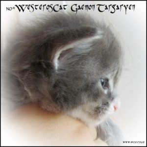 Gaemon 3 weeks old - profile
