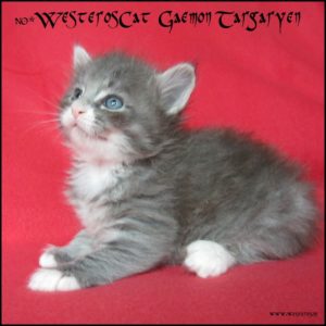 Gaemon 4 weeks old