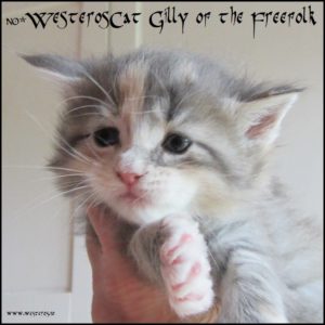 Gilly 4 weeks old