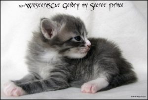Gendry 3 weeks old