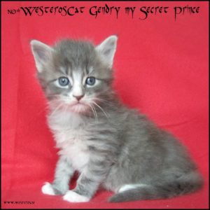 Gendry 4 weeks old