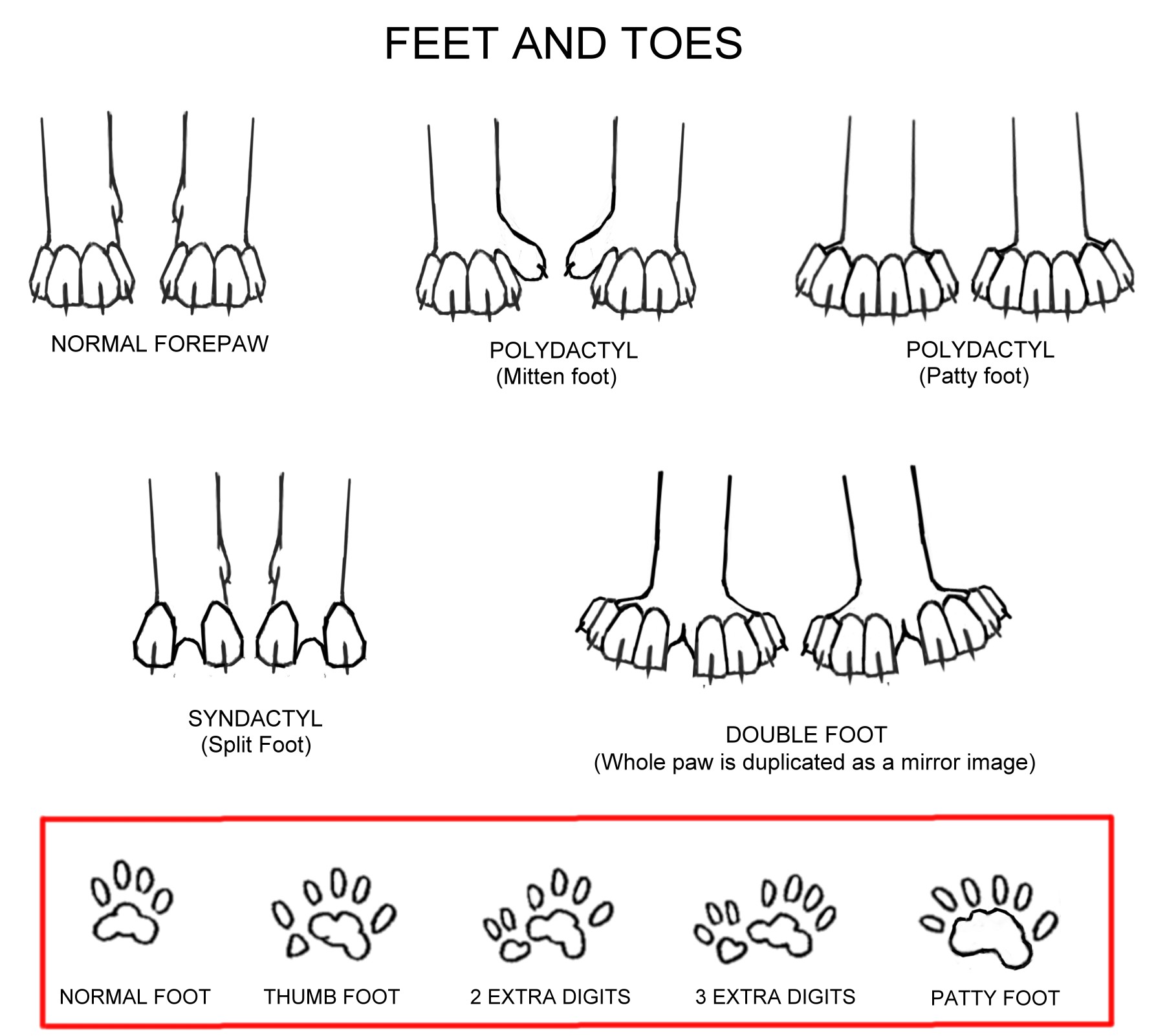 polydactyly from Messybeast.com