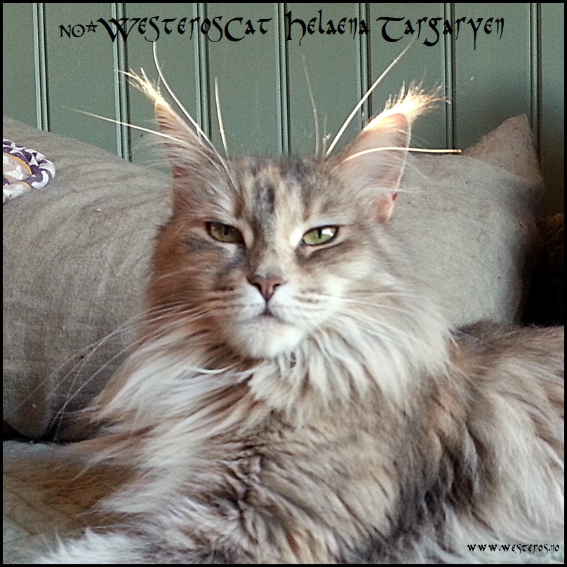 Maine Coon