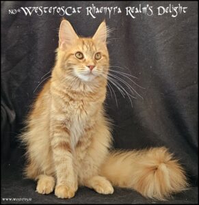 Rhaenyra red Maine Coon 10 months old
